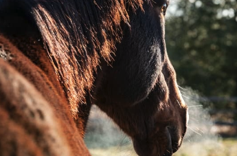 Comment savoir si un cheval a trop chaud ?